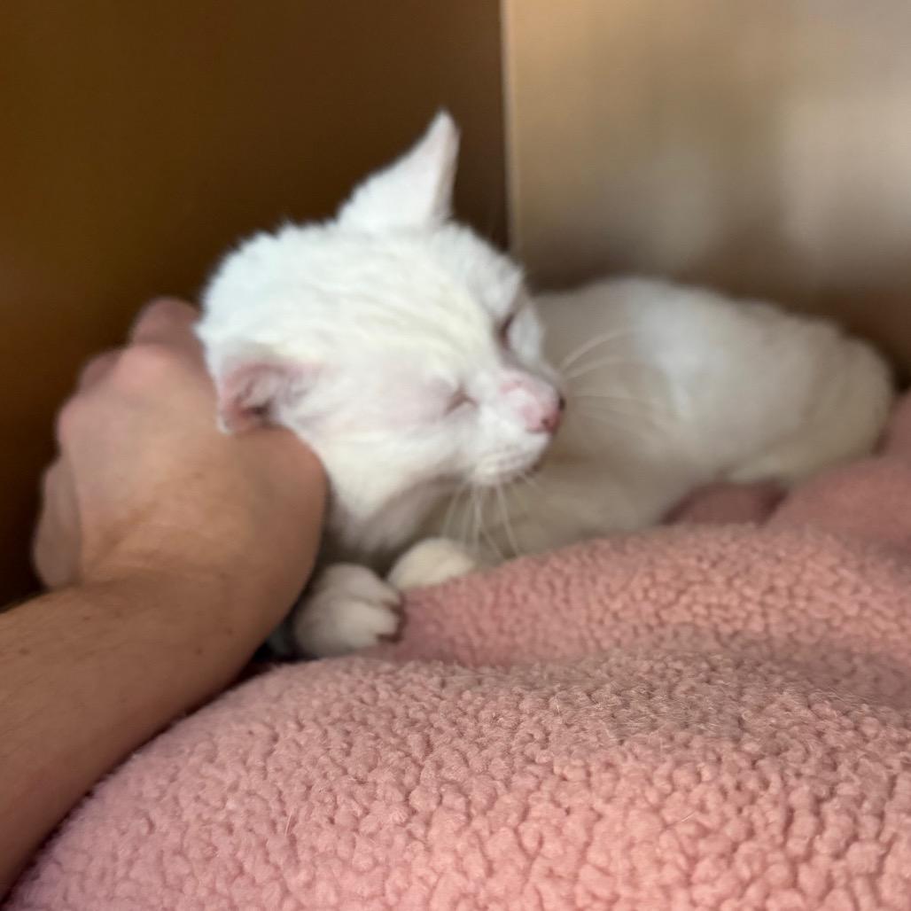 Enlarge Arctic, a Adoptable Domestic Short Hair in Middlebury, VT image 5/6