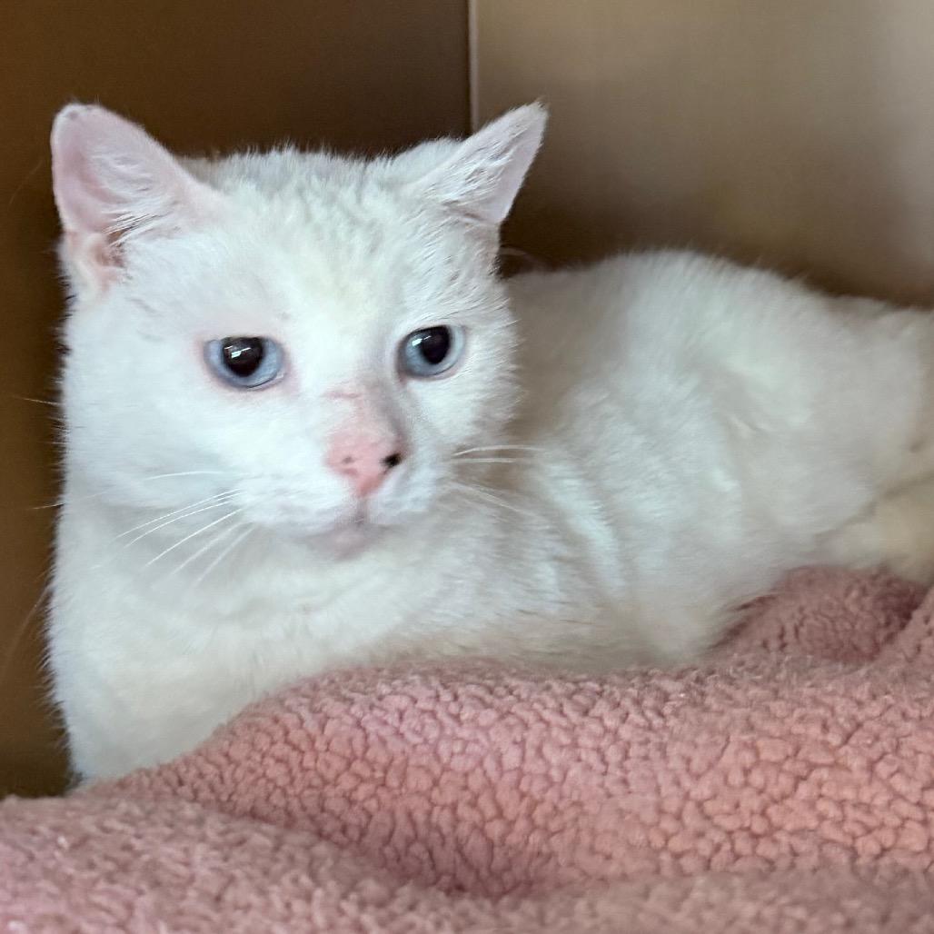 Enlarge Arctic, a Adoptable Domestic Short Hair in Middlebury, VT image 6/6