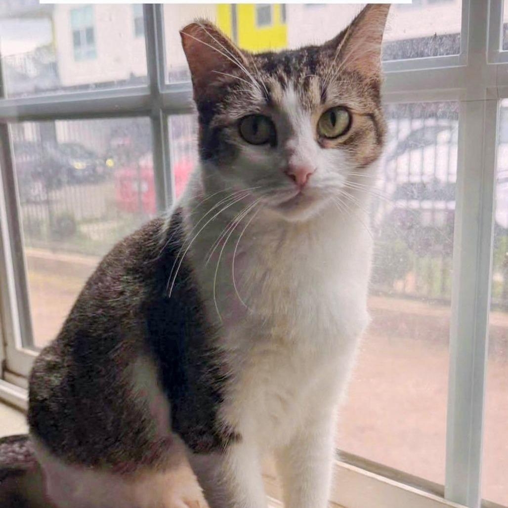 Enlarge Sinna, a Adoptable Domestic Short Hair in San Diego, CA image 1/5