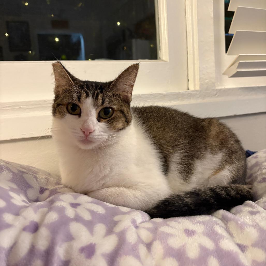 Enlarge Sinna, a Adoptable Domestic Short Hair in San Diego, CA image 3/5