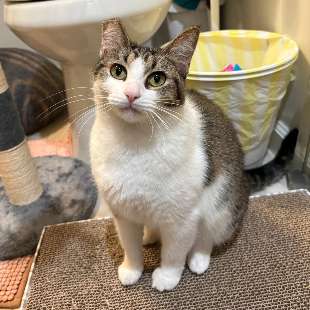 Enlarge Sinna, a Adoptable Domestic Short Hair in San Diego, CA image 4/5