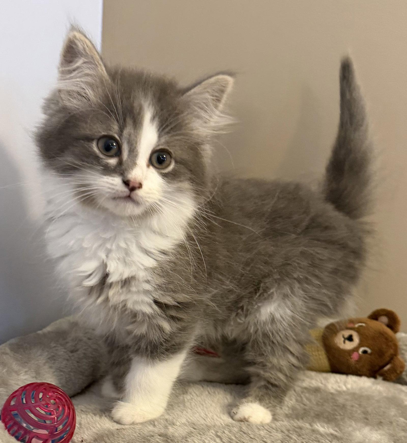 Enlarge Bubbles, a Adopted Domestic Short Hair in Elkins, WV image 1/1