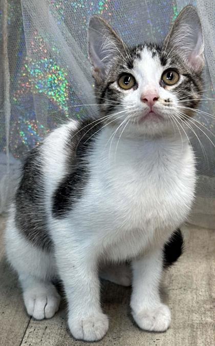 Pawticia, Adoptable, Adult Female Domestic Short Hair & Domestic Short Hair.