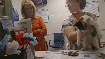 Enlarge Pawticia, a Adoptable mixed breed in Shreveport, LA image 2/3