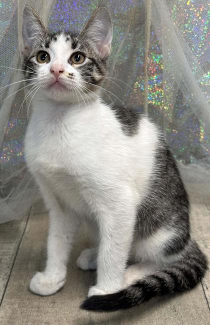 Enlarge Pawticia, a Adoptable mixed breed in Shreveport, LA image 3/3