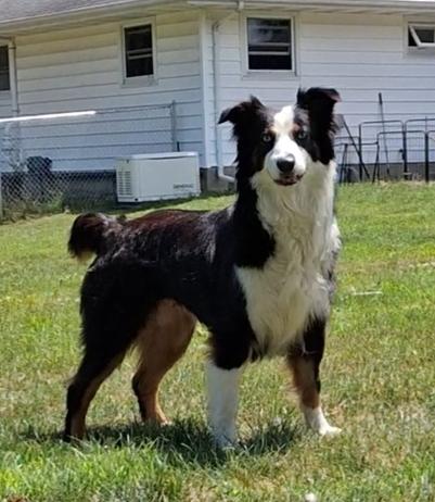 1154 Lilly, Adoptable, Adult Female Australian Shepherd.