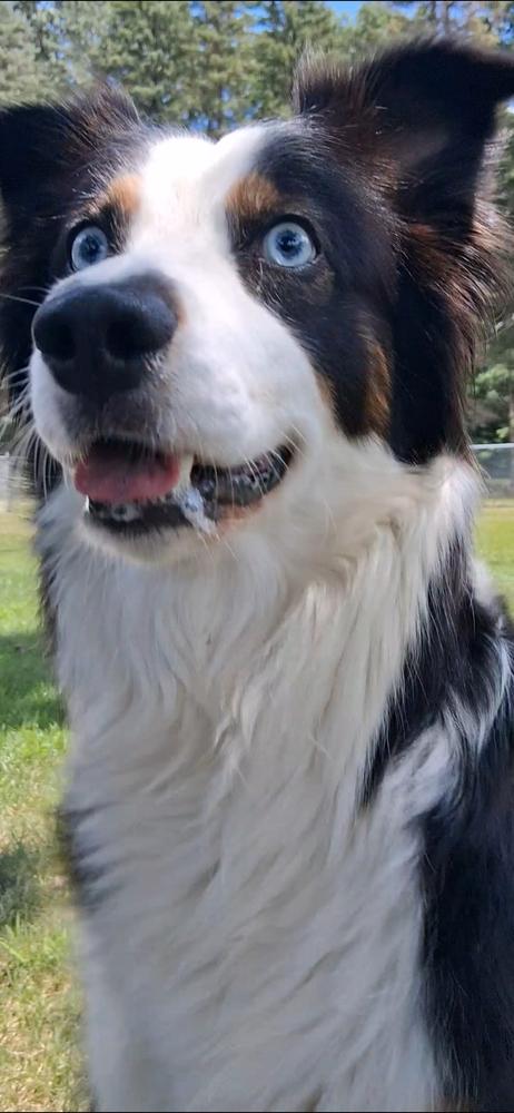 1154 Lilly, a Adoptable Australian Shepherd in Ringwood, IL image 2/6