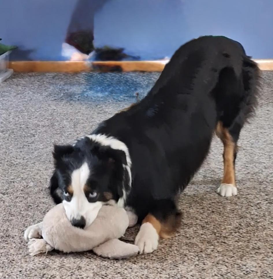 1154 Lilly, a Adoptable Australian Shepherd in Ringwood, IL image 3/6