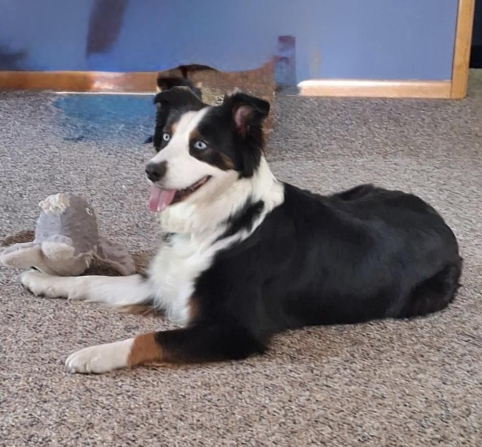 1154 Lilly, a Adoptable Australian Shepherd in Ringwood, IL image 4/6