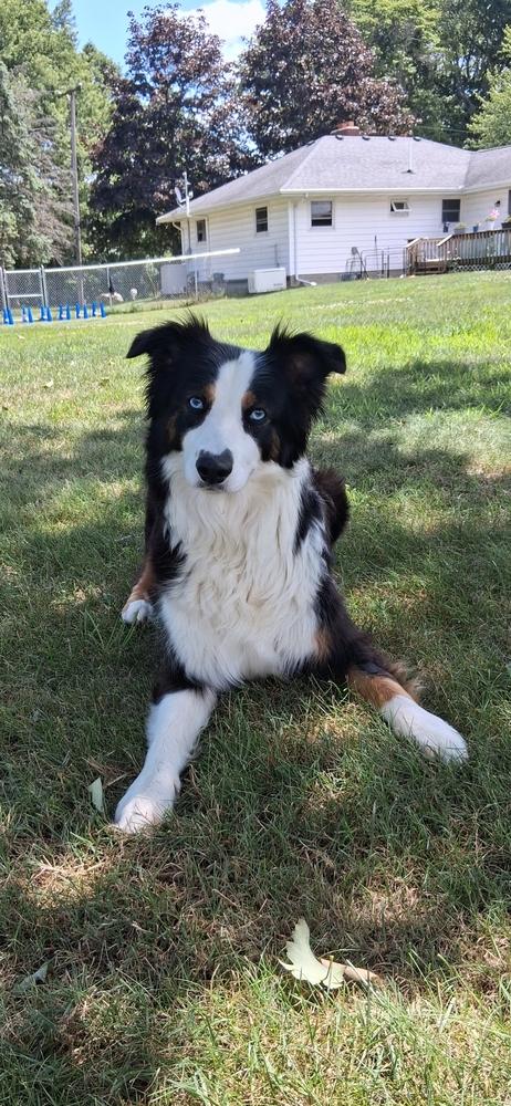 1154 Lilly, a Adoptable Australian Shepherd in Ringwood, IL image 5/6