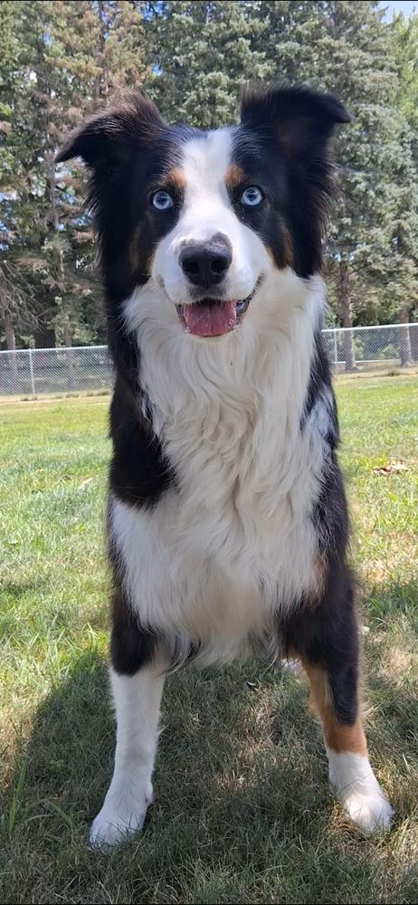 1154 Lilly, a Adoptable Australian Shepherd in Ringwood, IL image 6/6