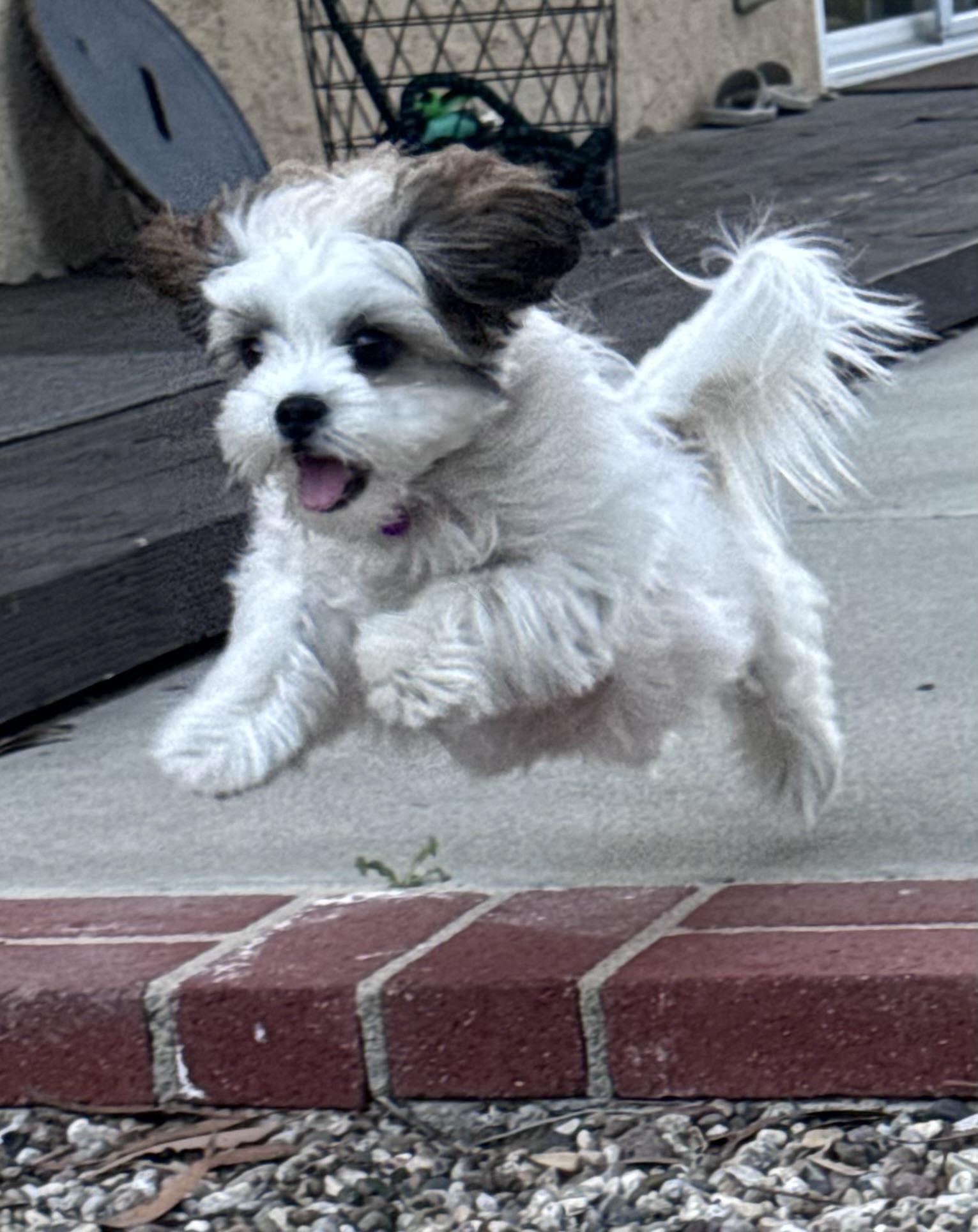 Dixie #541 — thumbnail 5