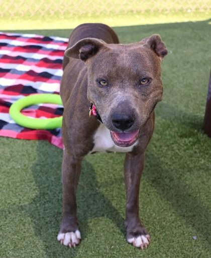 Enlarge Janet, a ADOPTABLE Mixed Breed in Athens, GA image 3/6