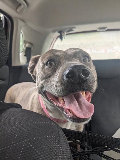 Janet, ADOPTABLE, Adult Female Mixed Breed.