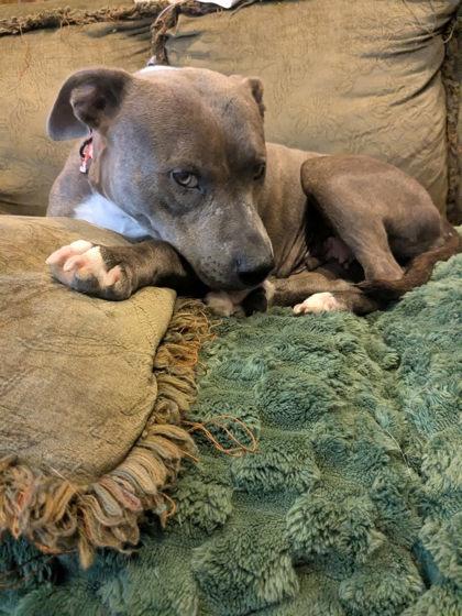 Enlarge Janet, a ADOPTABLE Mixed Breed in Athens, GA image 2/6