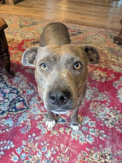 Enlarge Janet, a ADOPTABLE Mixed Breed in Athens, GA image 4/6