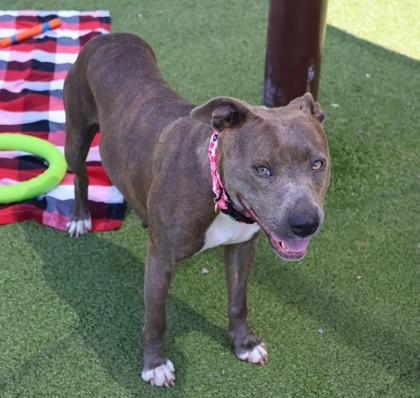 Enlarge Janet, a ADOPTABLE Mixed Breed in Athens, GA image 6/6