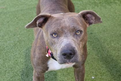 Enlarge Janet, a ADOPTABLE Mixed Breed in Athens, GA image 5/6