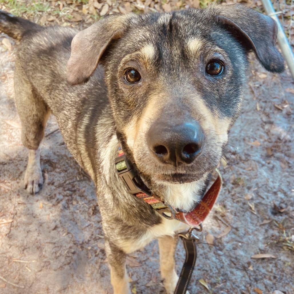 Finn, Adoptable, Adult Male German Shepherd Dog & Australian Terrier.