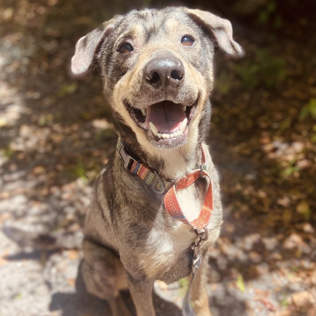 Enlarge Finn, a Adoptable mixed breed in Sarasota, FL image 2/6