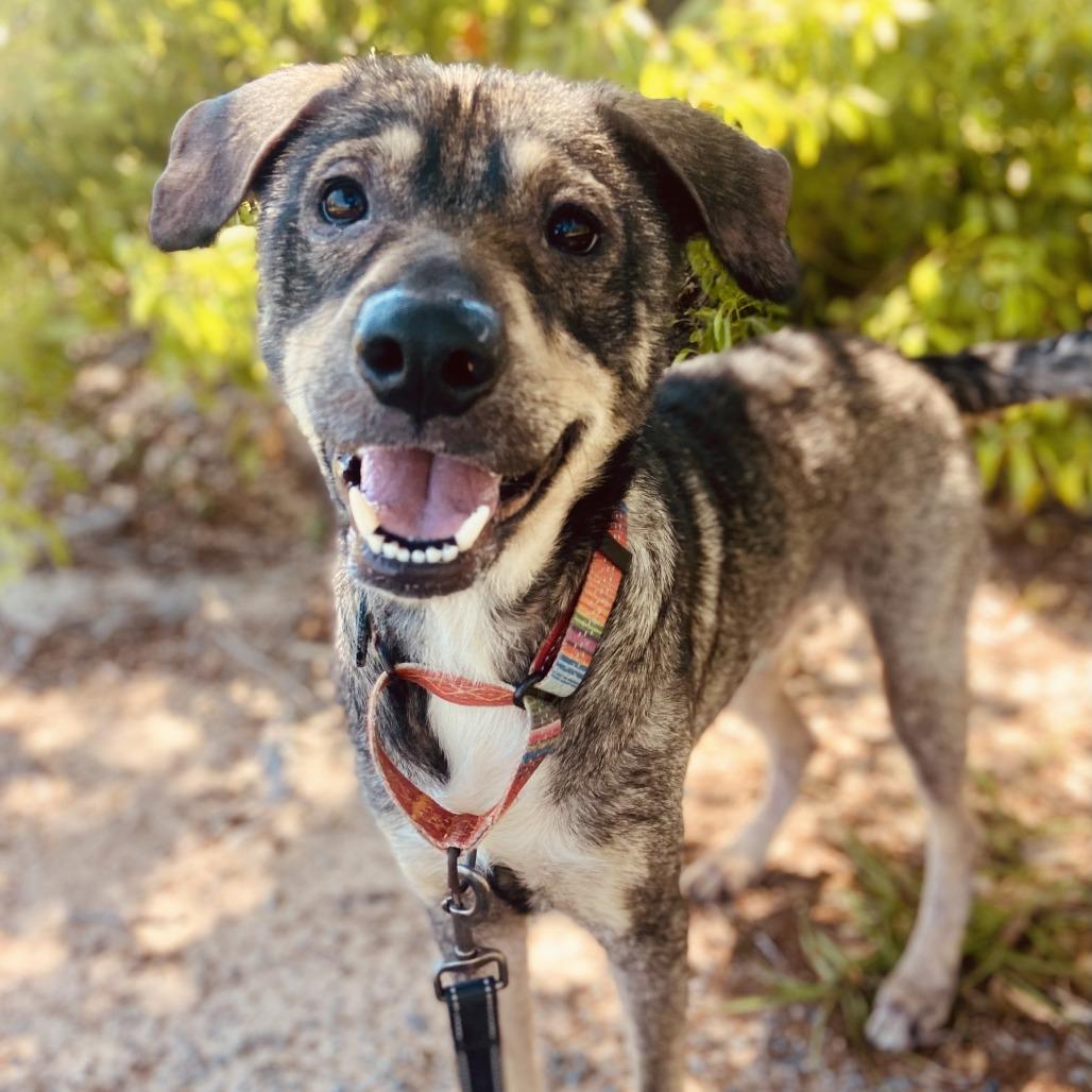 Enlarge Finn, a Adoptable mixed breed in Sarasota, FL image 3/6