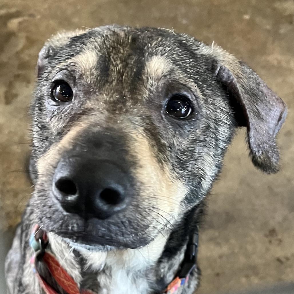 Enlarge Finn, a Adoptable mixed breed in Sarasota, FL image 4/6