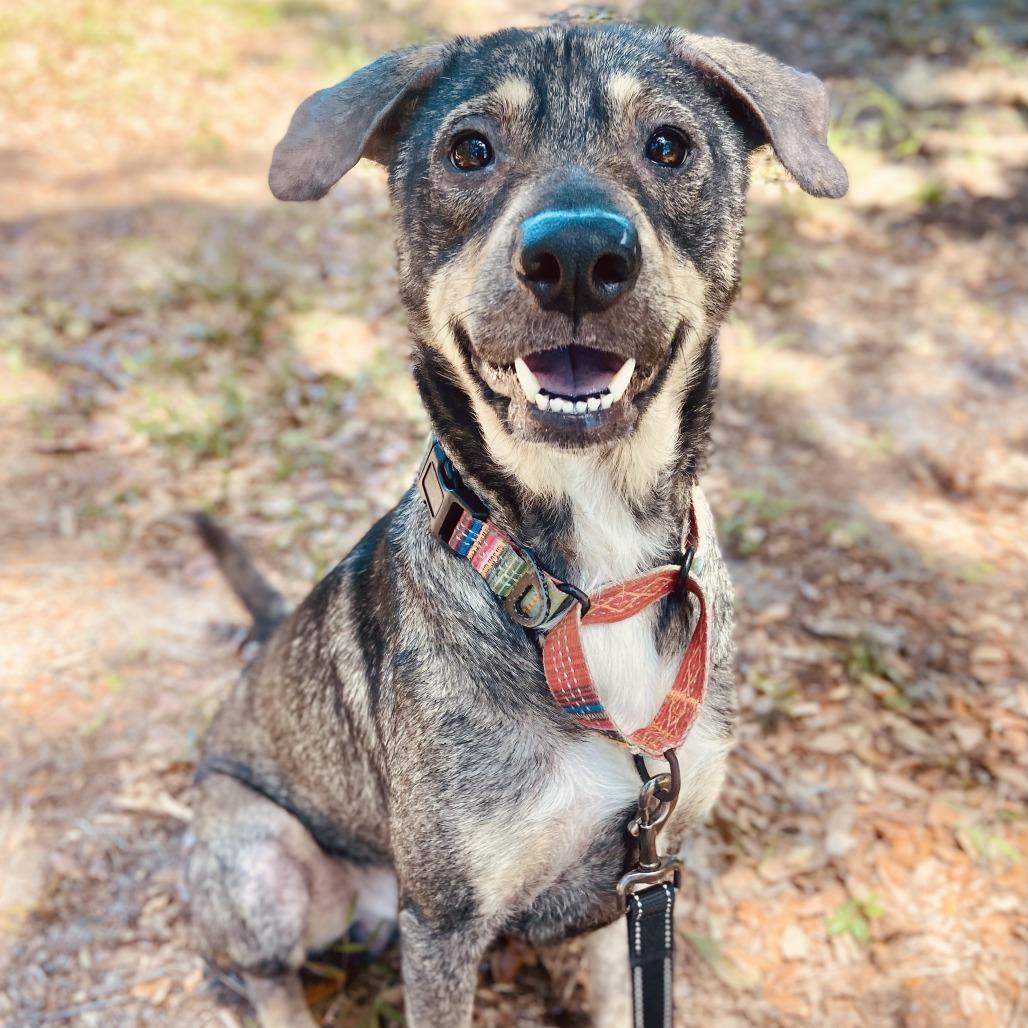 Enlarge Finn, a Adoptable mixed breed in Sarasota, FL image 5/6