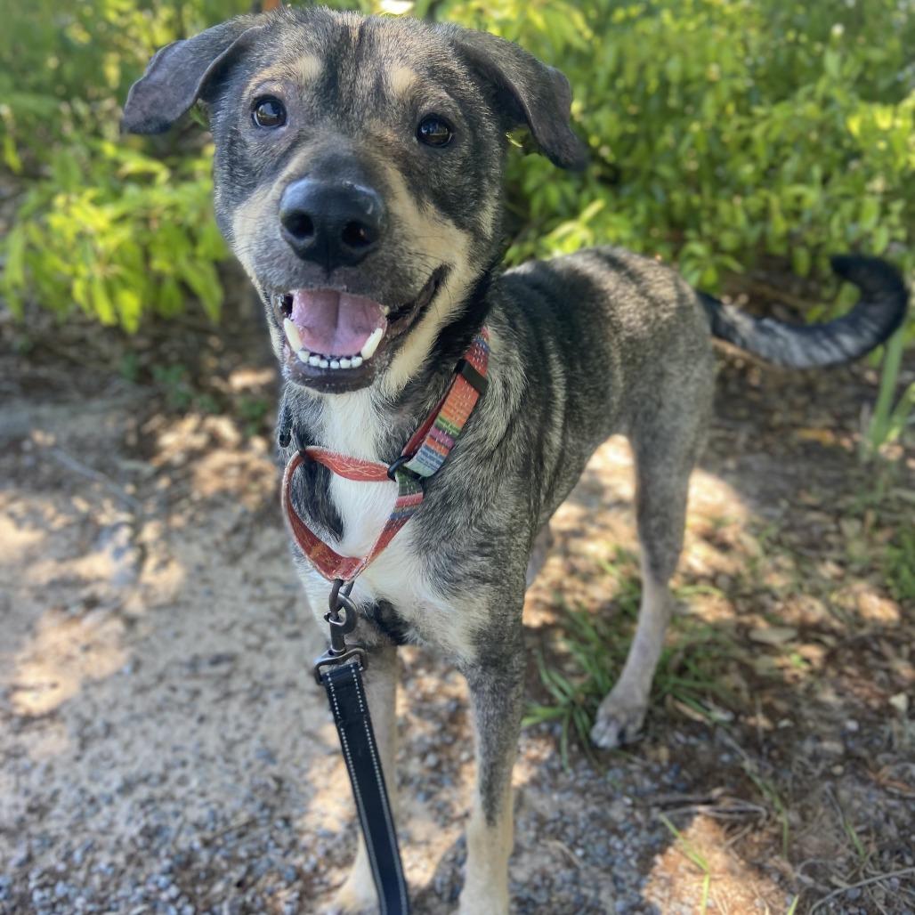 Enlarge Finn, a Adoptable mixed breed in Sarasota, FL image 6/6