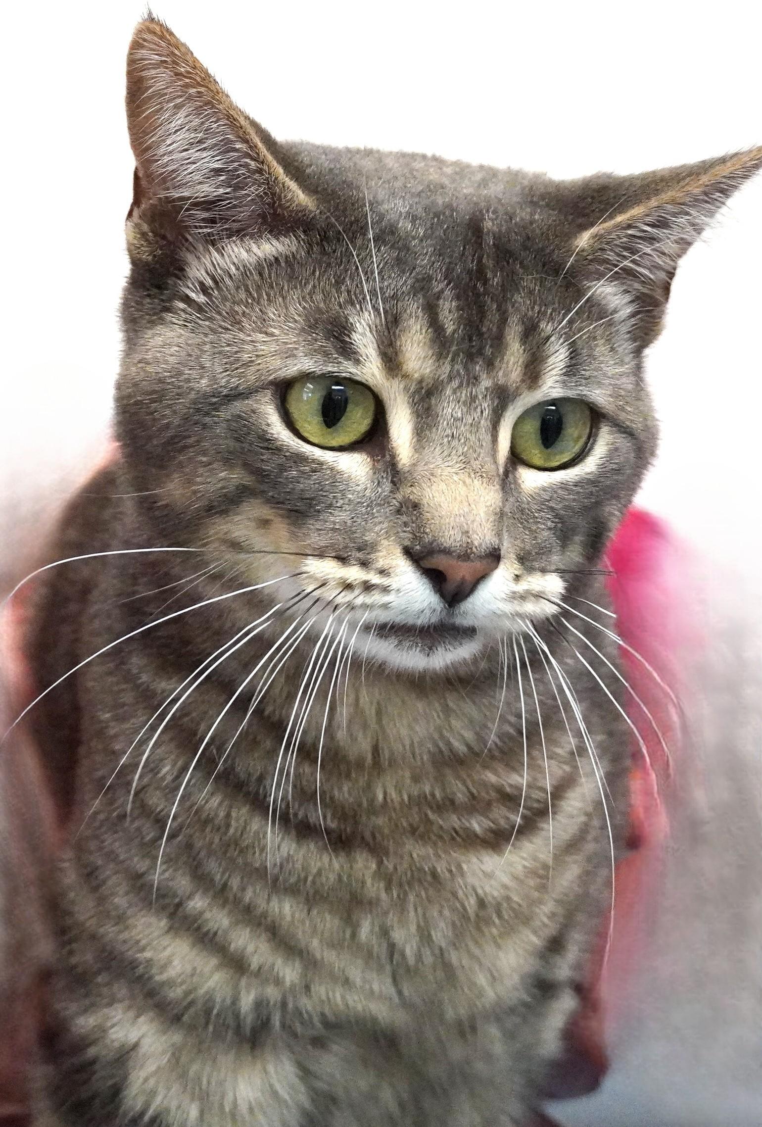 Enlarge Kirkland, a ADOPTABLE Domestic Short Hair in Grants Pass, OR image 1/3