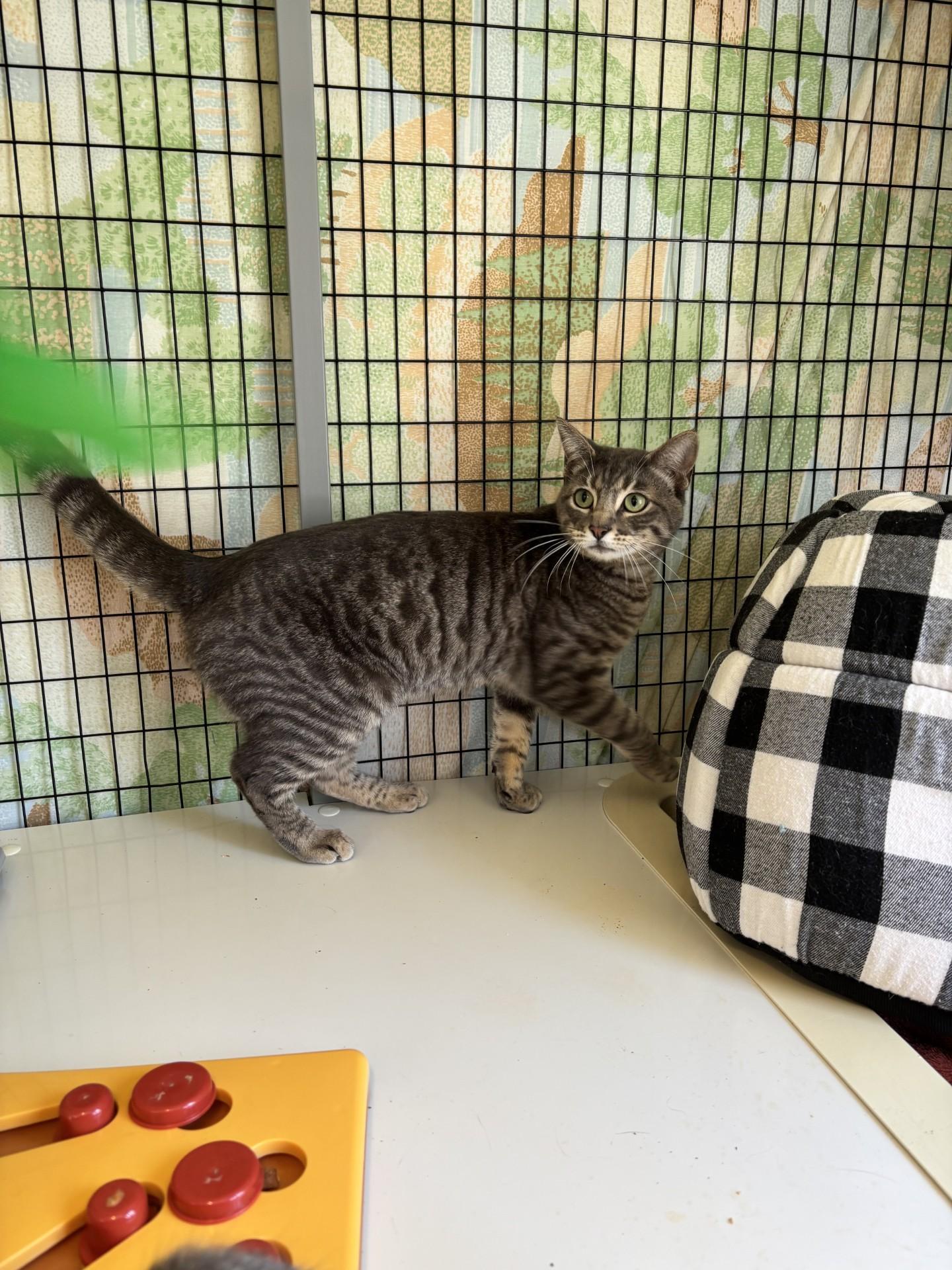 Enlarge Kirkland, a ADOPTABLE Domestic Short Hair in Grants Pass, OR image 3/3