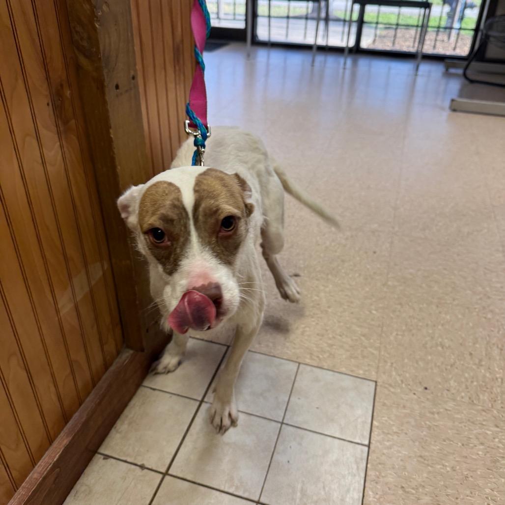 Princess, Adoptable, Young Female Mixed Breed.