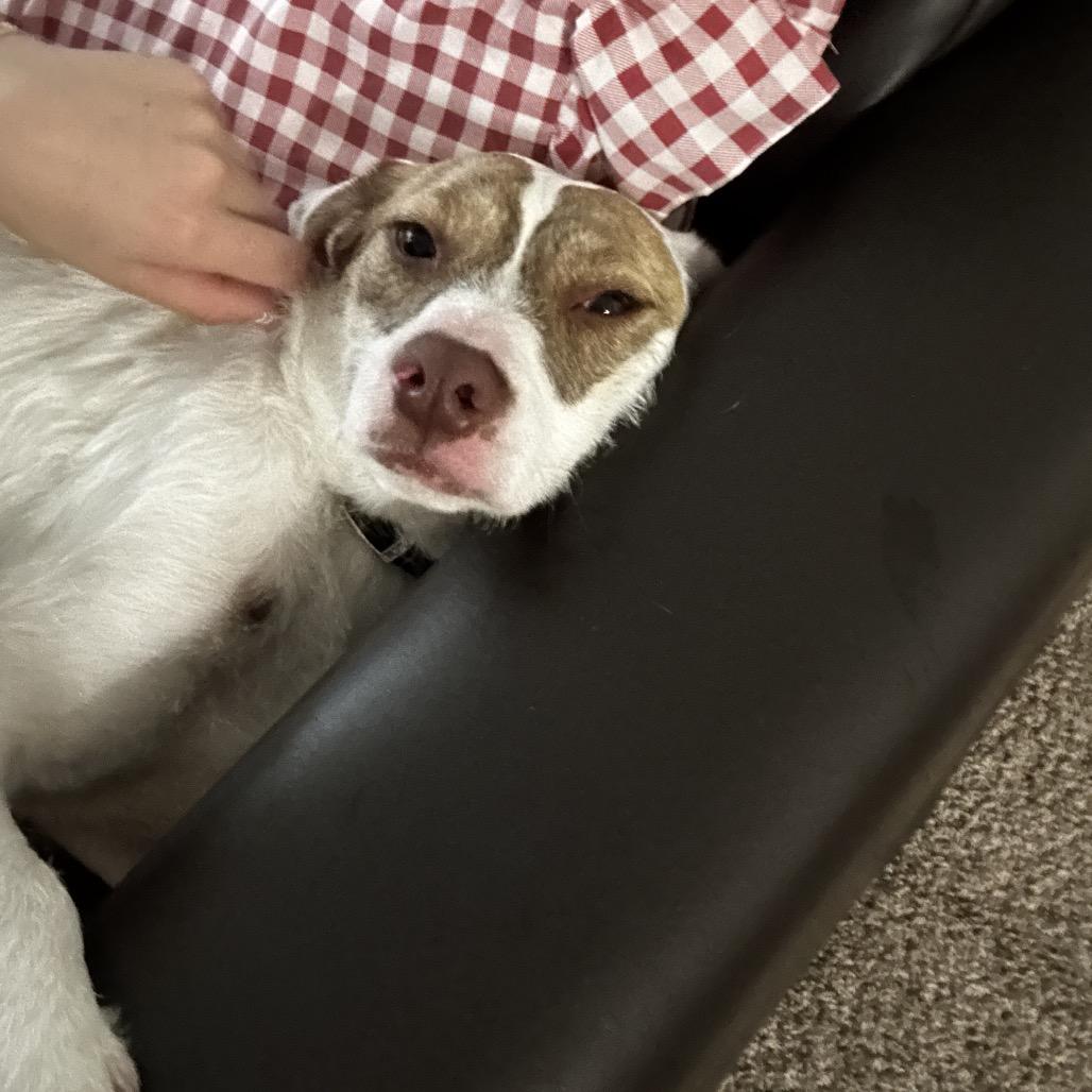 Princess, Adoptable, Young Female Mixed Breed.