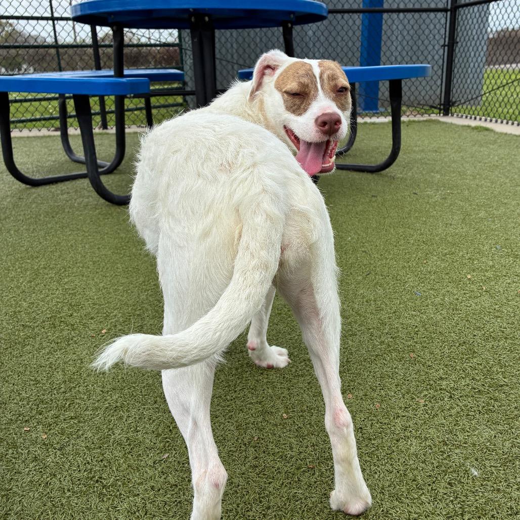 Enlarge Princess, a Adoptable Mixed Breed in Bryan, TX image 3/6