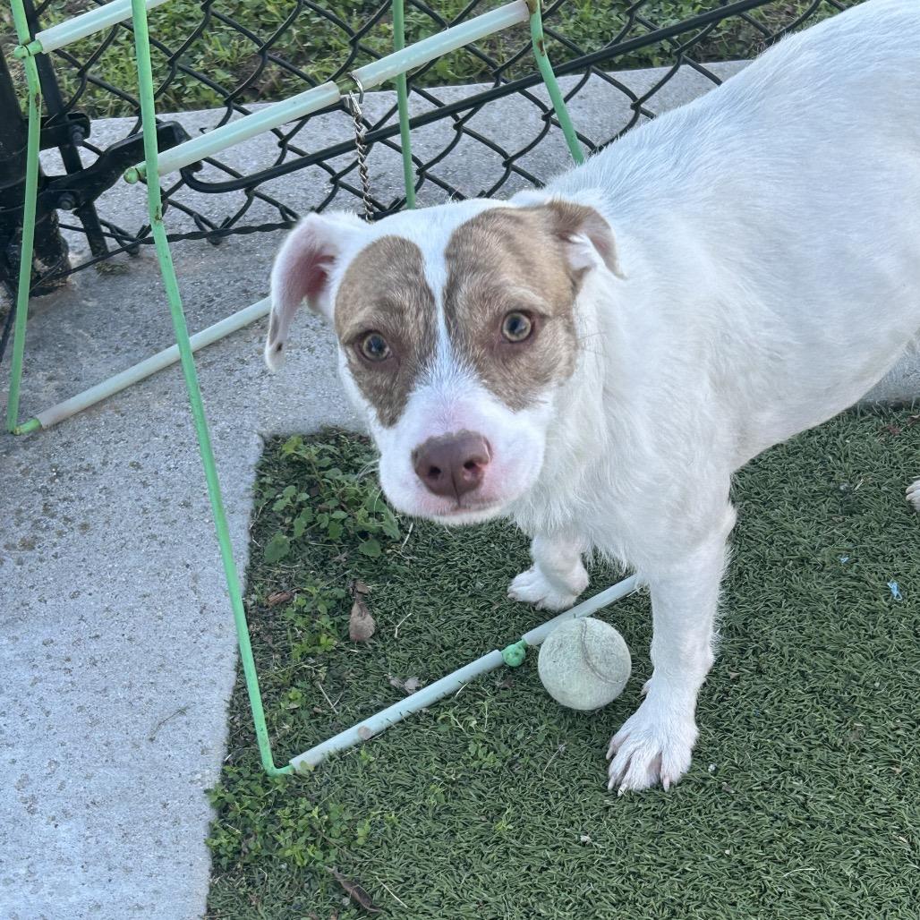 Enlarge Princess, a Adoptable Mixed Breed in Bryan, TX image 2/3