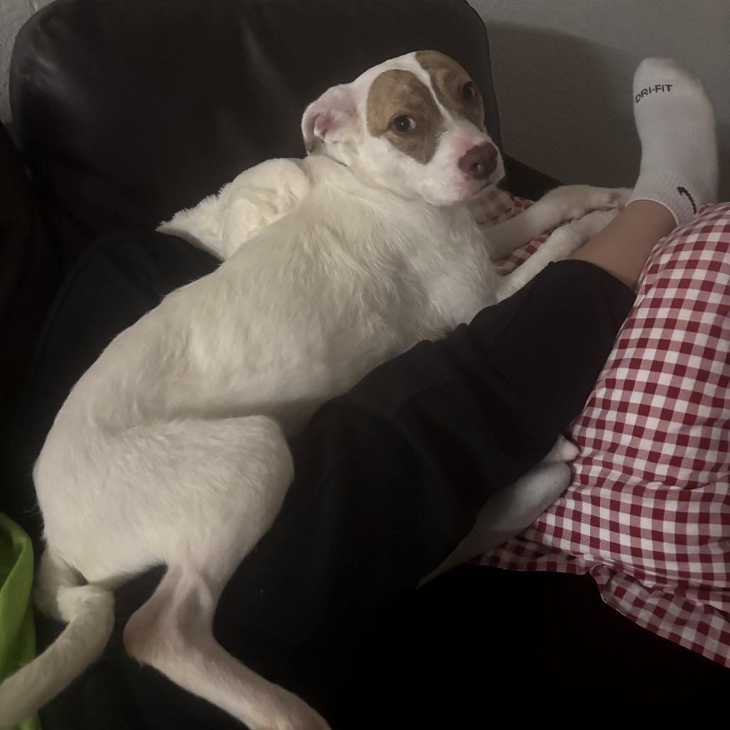 Enlarge Princess, a Adoptable Mixed Breed in Bryan, TX image 5/6