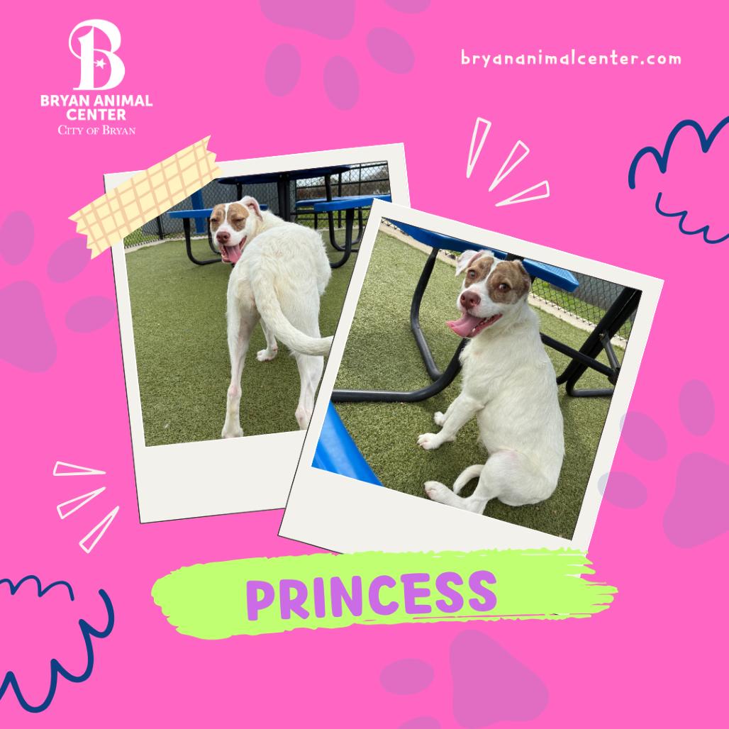 Enlarge Princess, a Adoptable Mixed Breed in Bryan, TX image 6/6