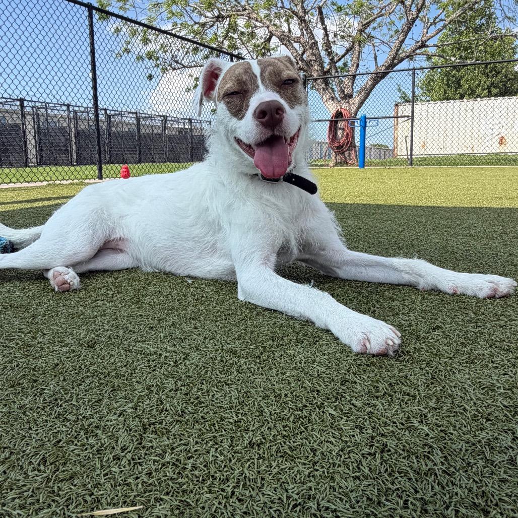 Enlarge Princess, a Adoptable Mixed Breed in Bryan, TX image 6/6