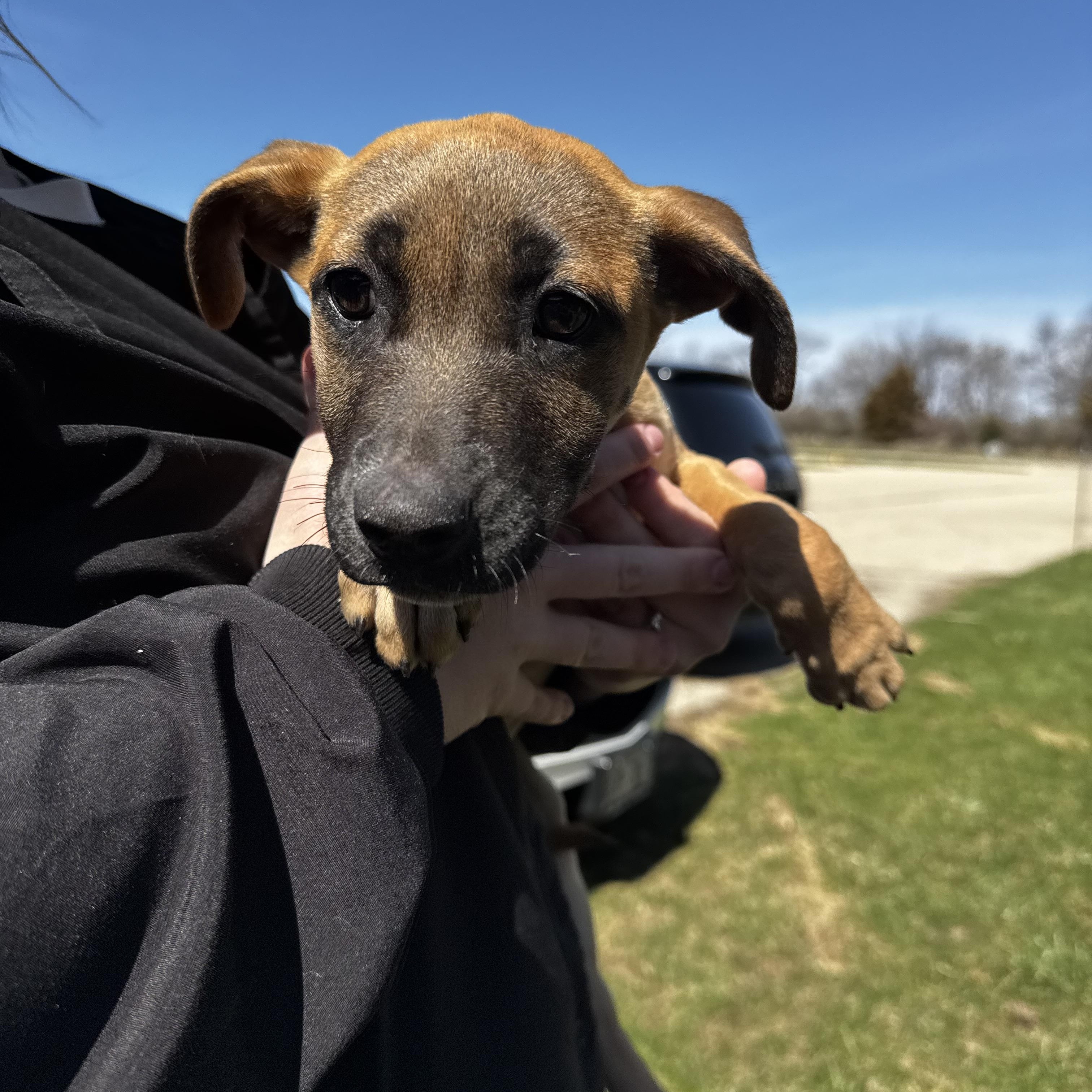 Enlarge Ashlyn, an adopted Hound in Dodgeville, WI image 1/2