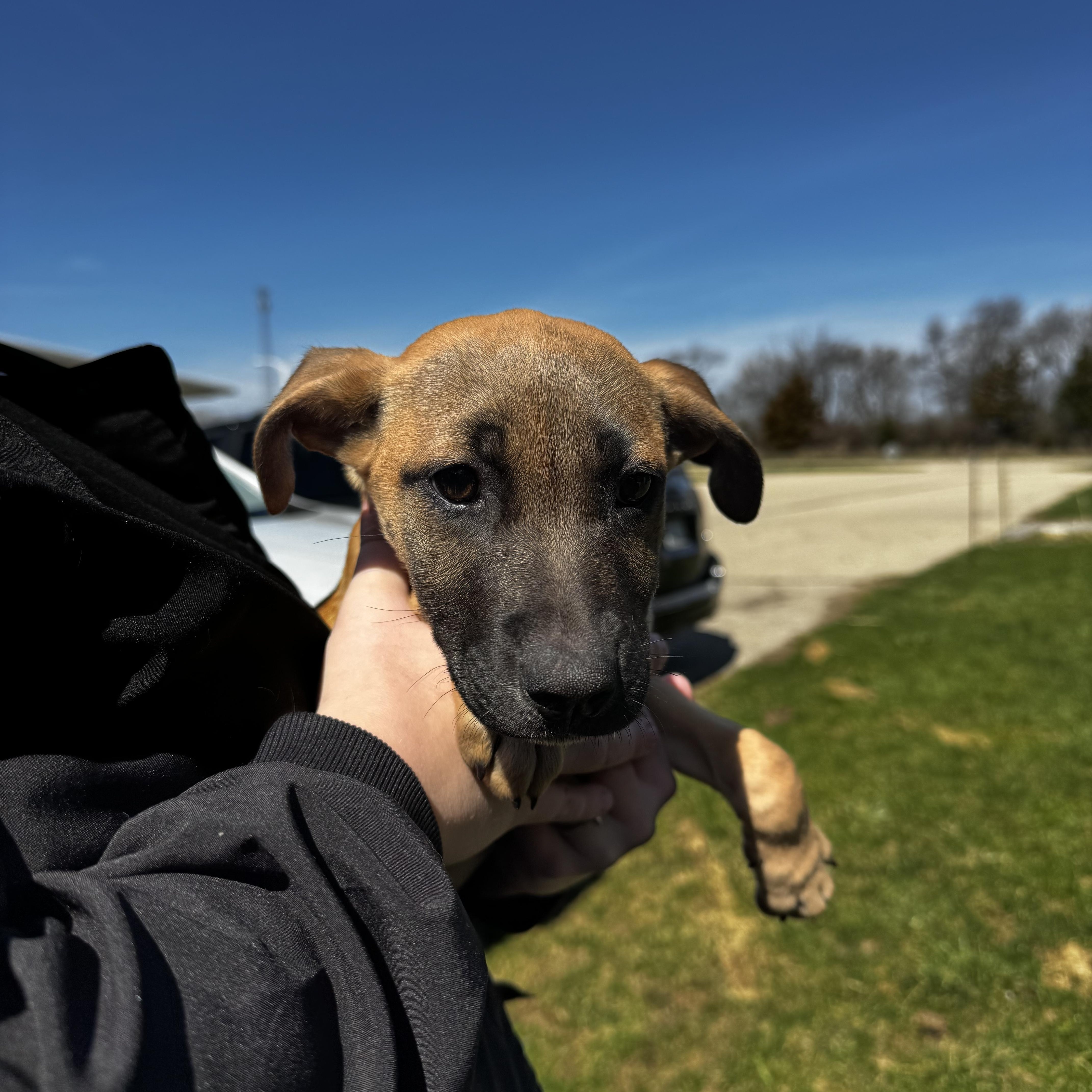 Enlarge Ashlyn, an adopted Hound in Dodgeville, WI image 2/2