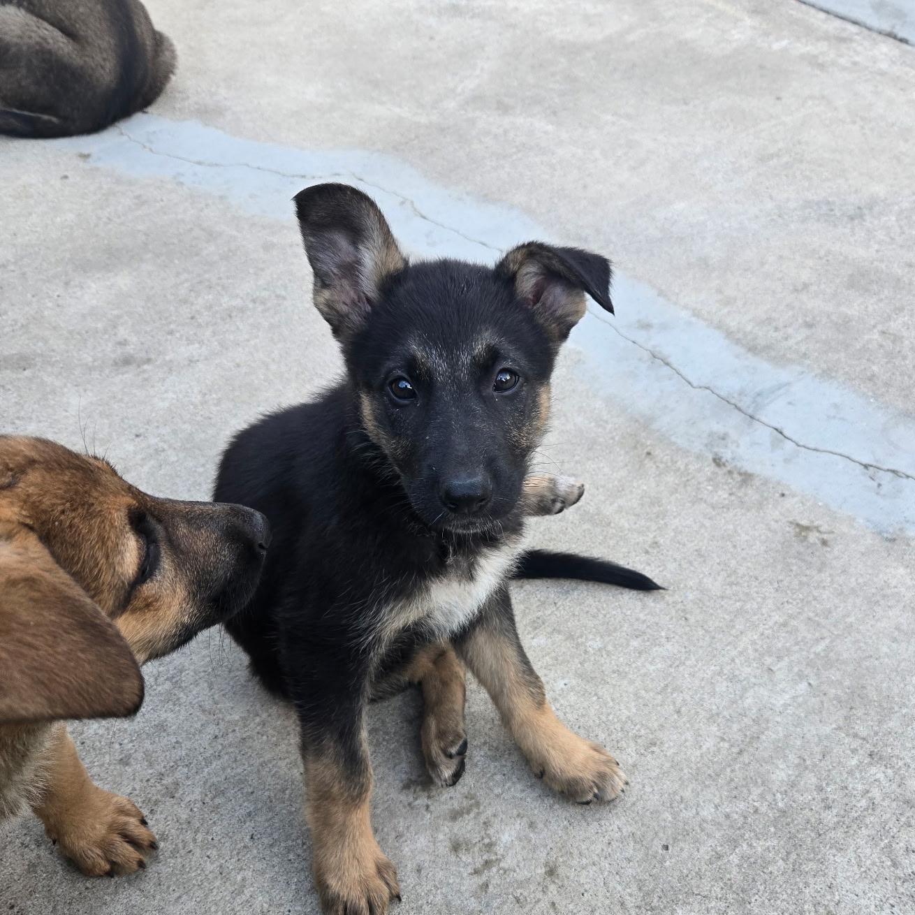 Linda, ADOPTABLE, Puppy Female German Shepherd Dog & Chocolate Labrador Retriever.