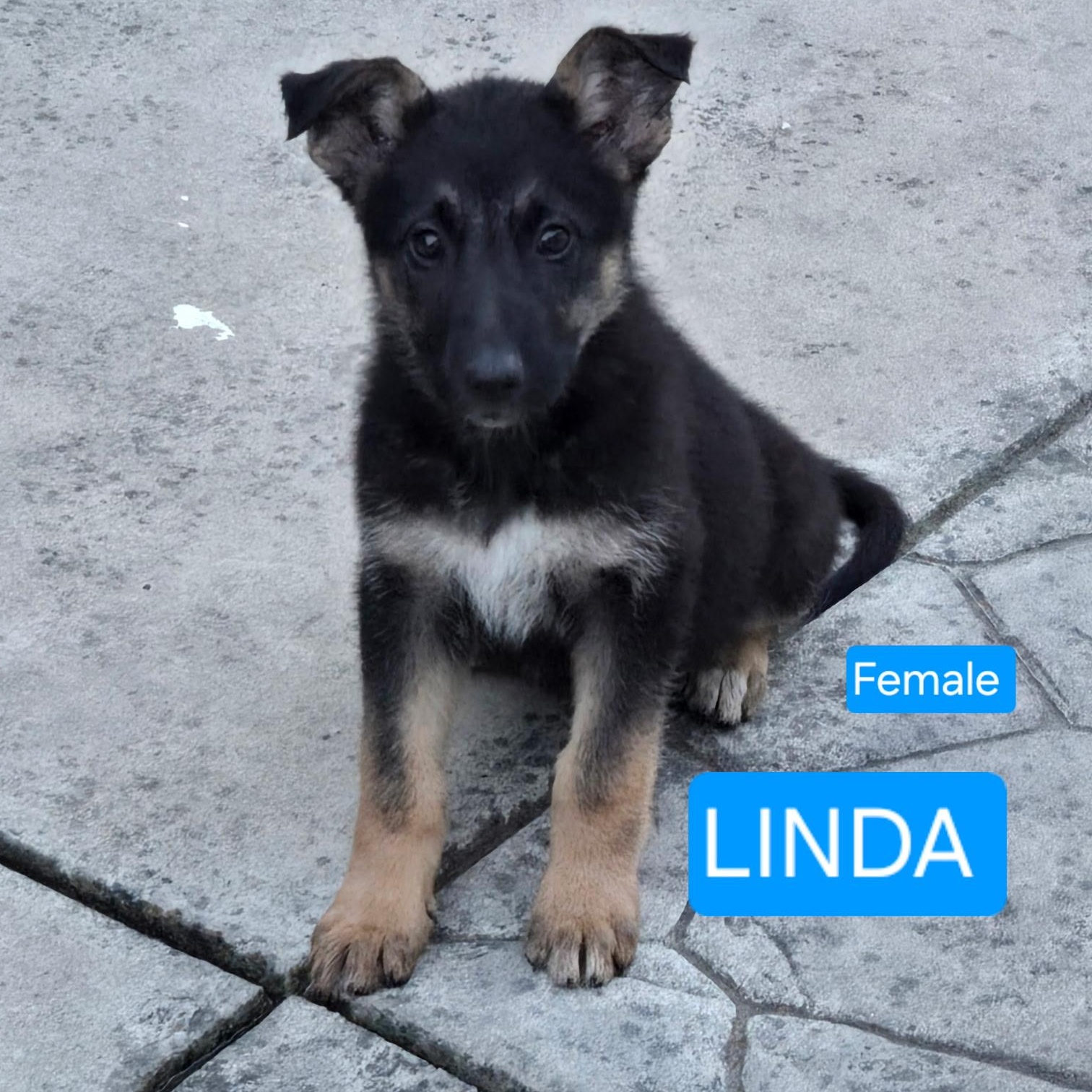 Linda, a ADOPTABLE mixed breed in San Francisco, CA image 2/3