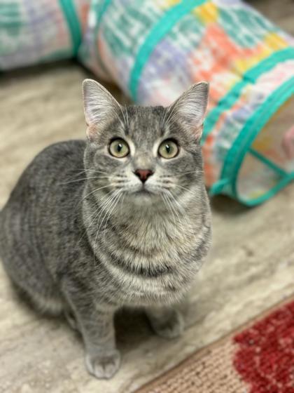 Enlarge Febreze, a Adoptable mixed breed in Fergus Falls, MN image 1/3