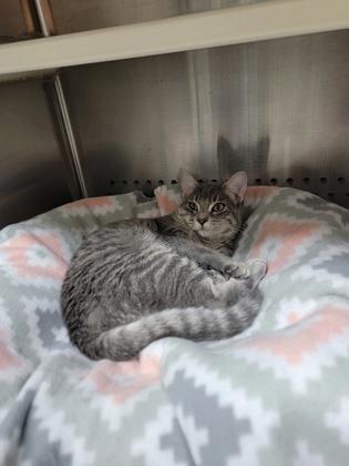 Febreze, Adoptable, Kitten Female Domestic Short Hair & Domestic Short Hair.