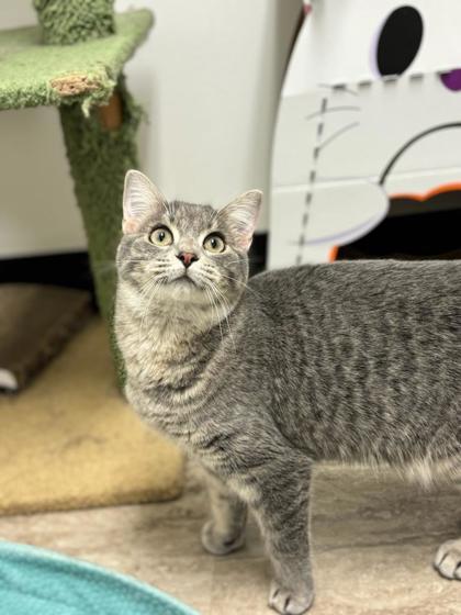 Enlarge Febreze, a Adoptable mixed breed in Fergus Falls, MN image 2/3