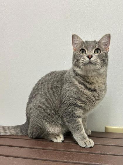 Enlarge Febreze, a Adoptable mixed breed in Fergus Falls, MN image 3/3