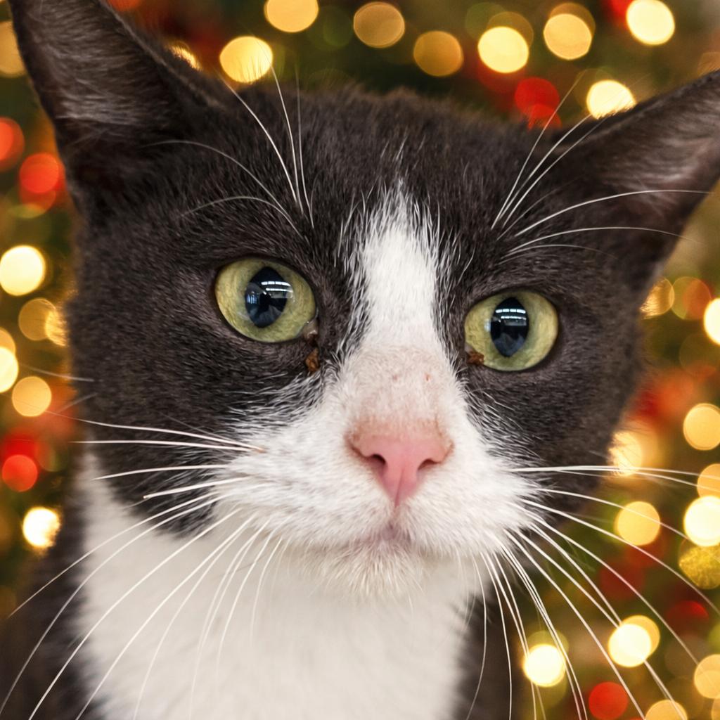 Arthur, Adoptable, Adult Male Domestic Short Hair.