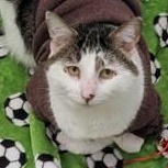 Pollux, adopted, Adult Male Domestic Short Hair.