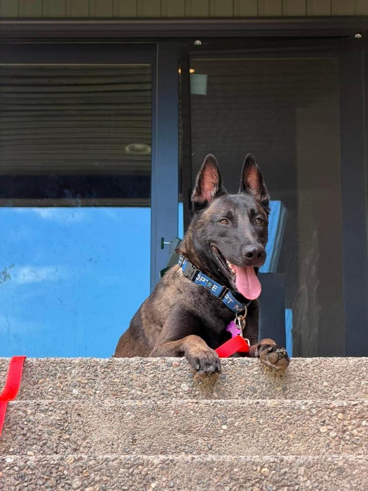 Graco- located in Idaho, Adoptable, Young Male Belgian Shepherd / Malinois.