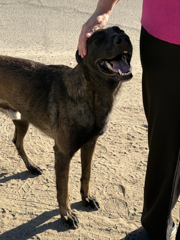 Enlarge Graco- located in Idaho, a Adoptable Belgian Shepherd / Malinois in Imlay City, MI image 2/4