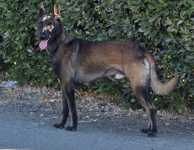 Enlarge Graco- located in Idaho, a Adoptable Belgian Shepherd / Malinois in Imlay City, MI image 3/4